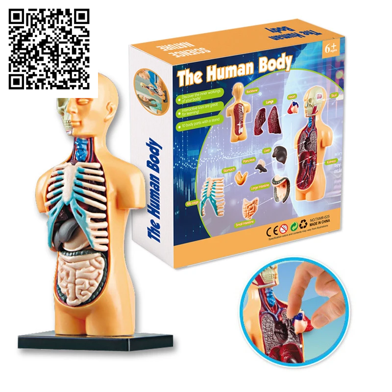 3D Human Body Torso Model Educational Assembly Learning DIY Toys Human Body Organ Teaching Tools Early Learning Toy for Children