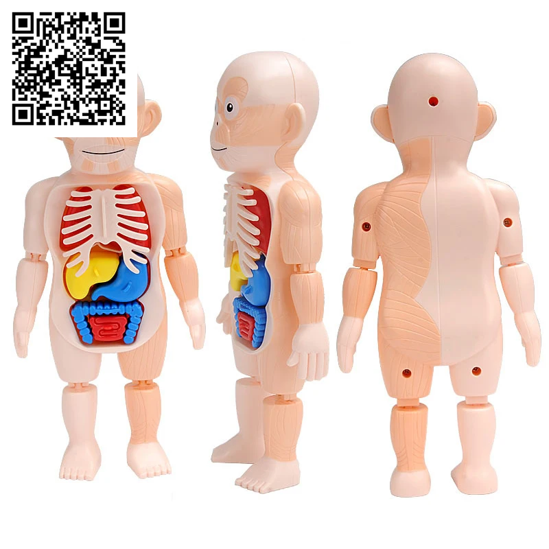 3D Human Body Torso Model Educational Assembly Learning DIY Toys Human Body Organ Teaching Tools Early Learning Toy for Children