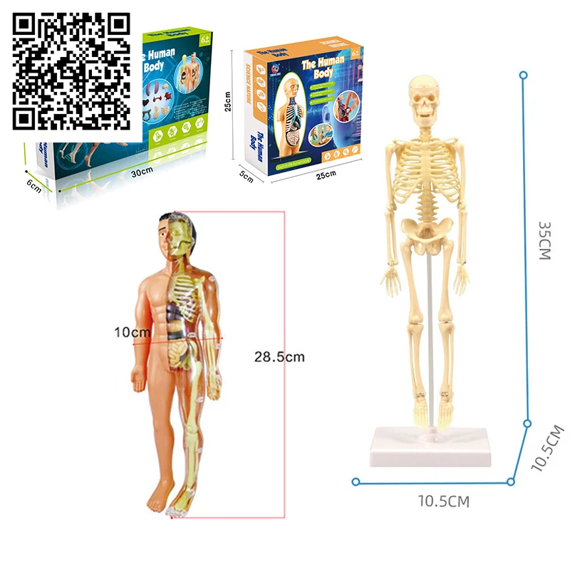 3D Human Body Torso Model Educational Assembly Learning DIY Toys Human Body Organ Teaching Tools Early Learning Toy for Children