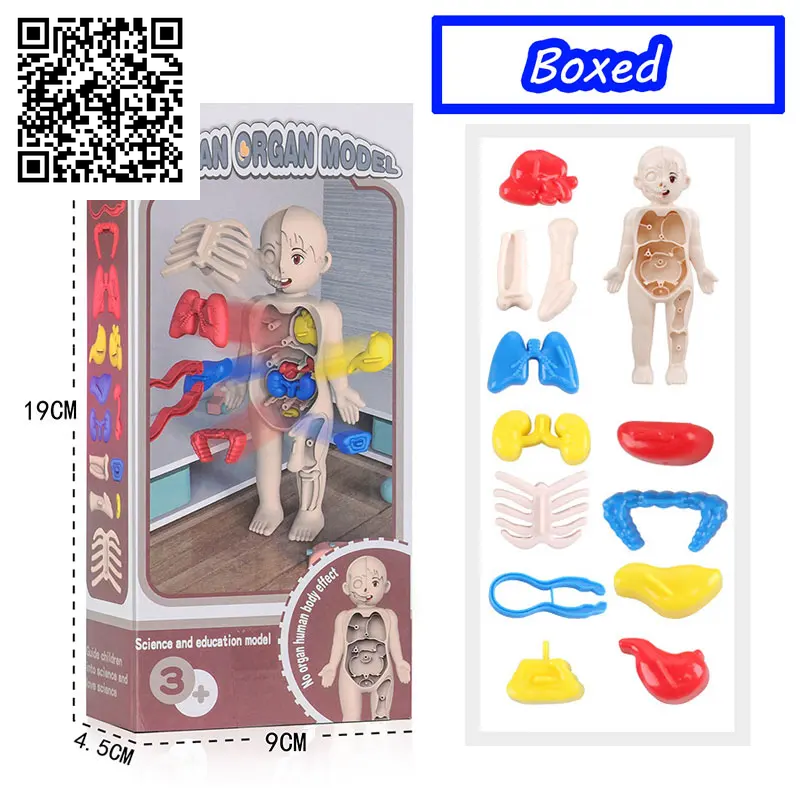 3D Human Body Torso Model Educational Assembly Learning DIY Toys Human Body Organ Teaching Tools Early Learning Toy for Children