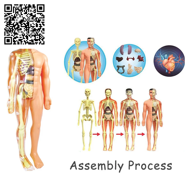 3D Human Body Torso Model Educational Assembly Learning DIY Toys Human Body Organ Teaching Tools Early Learning Toy for Children