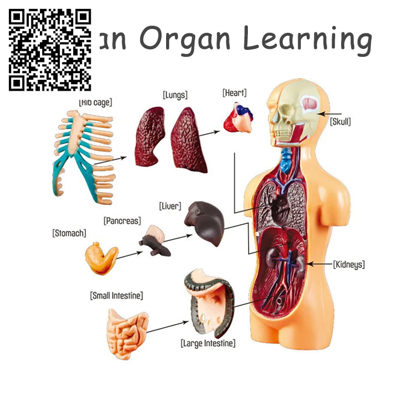 3D Human Body Torso Model Educational Assembly Learning DIY Toys Human Body Organ Teaching Tools Early Learning Toy for Children