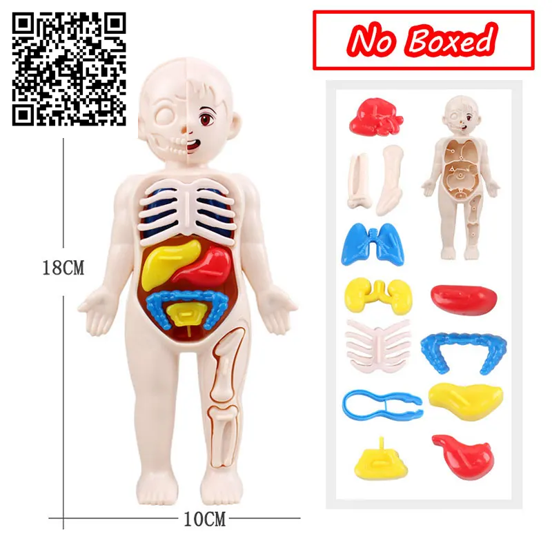 3D Human Body Torso Model Educational Assembly Learning DIY Toys Human Body Organ Teaching Tools Early Learning Toy for Children