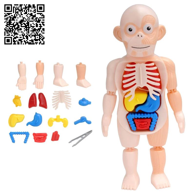 3D Human Body Torso Model Educational Assembly Learning DIY Toys Human Body Organ Teaching Tools Early Learning Toy for Children