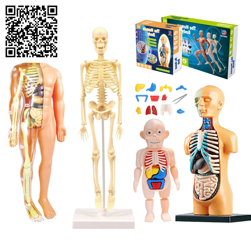 3D Human Body Torso Model Educational Assembly Learning DIY Toys Human Body Organ Teaching Tools Early Learning Toy for Children