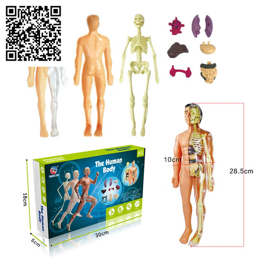 3D Human Body Torso Model Educational Assembly Learning DIY Toys Human Body Organ Teaching Tools Early Learning Toy for Children